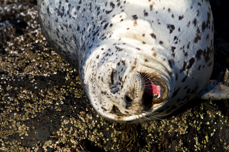 Harbor Seal